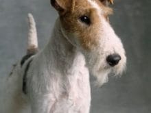 Fox Terrier (Wire) Fox Terrier (Wire)