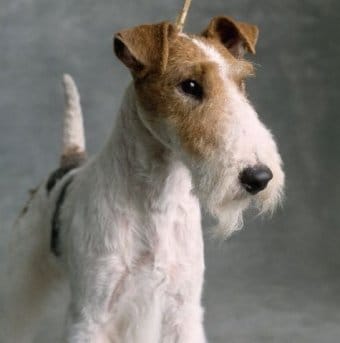 Fox Terrier (Wire) Fox Terrier (Wire)