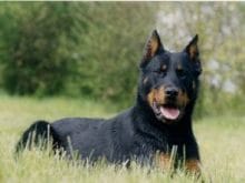 Beauceron