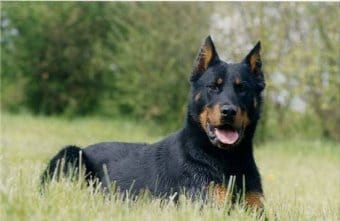 Beauceron Beauceron