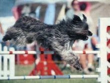 Pyrenees Çoban Köpeği