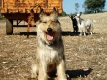 Picardy Çoban Köpeği Picardy Çoban Köpeği