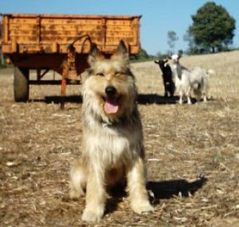 Picardy Çoban Köpeği Picardy Çoban Köpeği