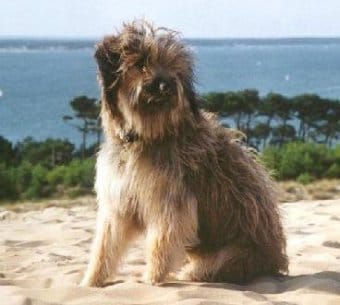 Katalan Çoban Köpeği Katalan Çoban Köpeği