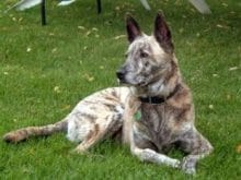 Hollanda Çoban Köpeği Hollanda Çoban Köpeği