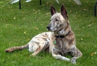 Hollanda Çoban Köpeği Hollanda Çoban Köpeği