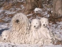 Komondor Komondor