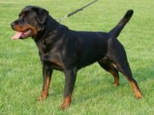 Rottweiler Rottweiler