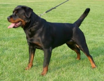 Rottweiler Rottweiler