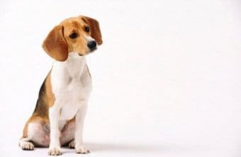 Beagle Beagle