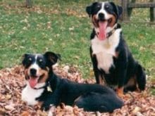 Appenzell Dağ Köpeği Appenzell Dağ Köpeği