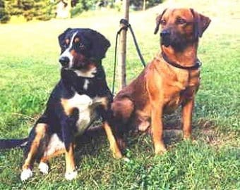 Avusturyalı Pinscher Avusturyalı Pinscher