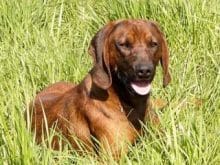 Bavyera Dağ Tazısı Bavyera Dağ Tazısı