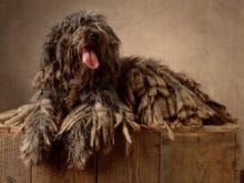 Bergamasco Bergamasco