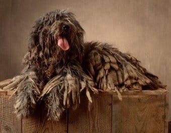 Bergamasco Bergamasco