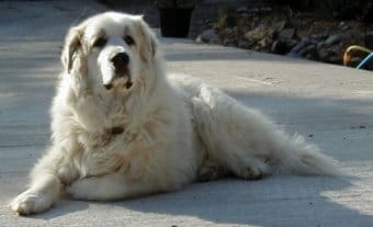 Great Phyrenees Great Phyrenees