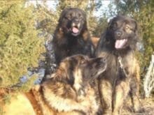 Cao da Serra da Estrela