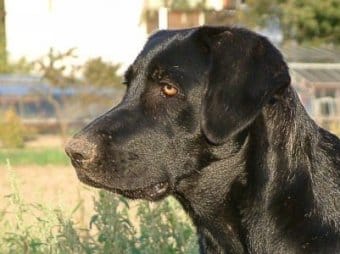 Cao de Castro Laboreiro