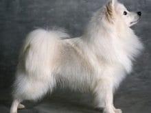 kucuk1135005426Eskimo_dog_01.jpg kucuk1135005426Eskimo_dog_01.jpg