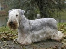 Cesky Terrier Cesky Terrier