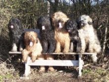 Cao de Serra de Aires Cao de Serra de Aires
