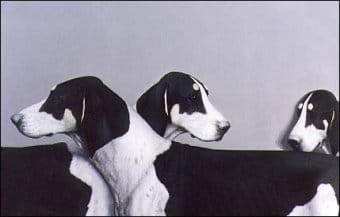 Chiens Francaises