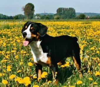 Entlebucher Entlebucher