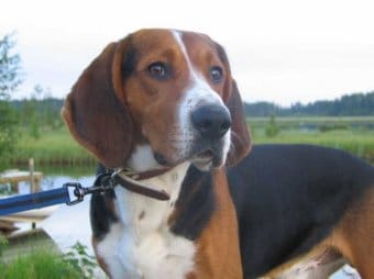 Fin Tazısı Fin Tazısı