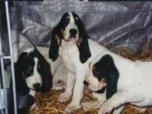 Grand Gascon Saintongeois Grand Gascon Saintongeois