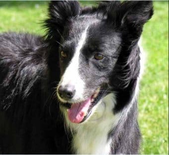 Hırvat Çoban Köpeği Hırvat Çoban Köpeği