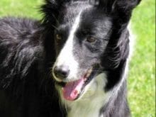 Hırvat çoban Köpeği Hırvat çoban Köpeği