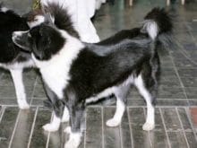 Karelya Ayı Köpeği