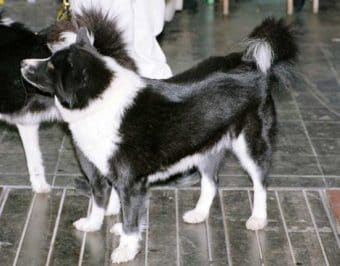 Karelya Ayı Köpeği Karelya Ayı Köpeği