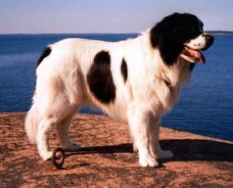 Landseer Landseer