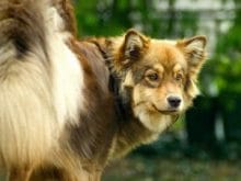 kucuk1135837004Lapphund_01.jpg kucuk1135837004Lapphund_01.jpg