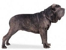 Napoliten Mastiff Napoliten Mastiff