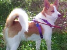 Norrbottenspets Norrbottenspets