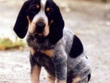 Petit Bleu de Gascogne Petit Bleu de Gascogne