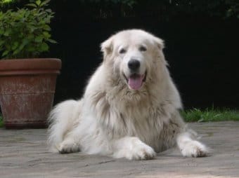 Maremma Çoban Köpeği Maremma Çoban Köpeği