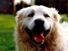 Slovak Tchouvatch Slovak Tchouvatch