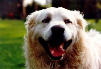 Slovak Tchouvatch Slovak Tchouvatch