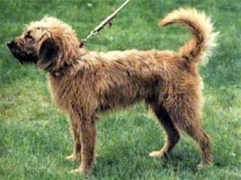 Styrian Dağ Tazısı