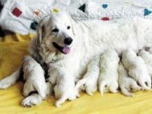 Tatra Çoban Köpeği Tatra Çoban Köpeği