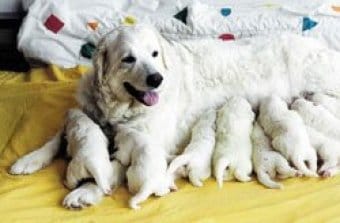 Tatra Çoban Köpeği Tatra Çoban Köpeği