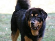 kucuk1136977260TibetanMastiff_01.jpg kucuk1136977260TibetanMastiff_01.jpg