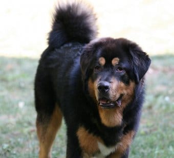 Tibetli Mastiff Tibetli Mastiff