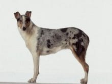 Tüysüz Collie Tüysüz Collie