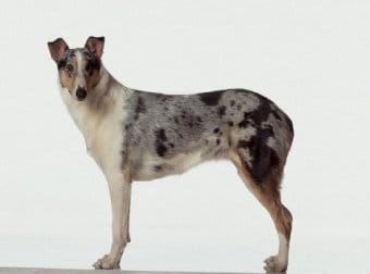 Tüysüz Collie Tüysüz Collie