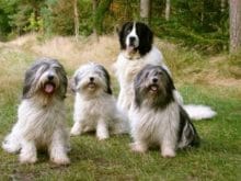 Valee Çoban Köpeği Valee Çoban Köpeği