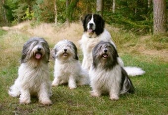 Valee Çoban Köpeği Valee Çoban Köpeği